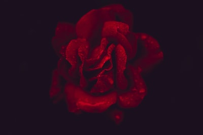 红玫瑰与黑色背景
